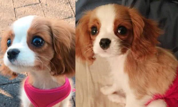 超迷你小猎犬拥有水汪汪大眼逆龄童颜让网友全融化