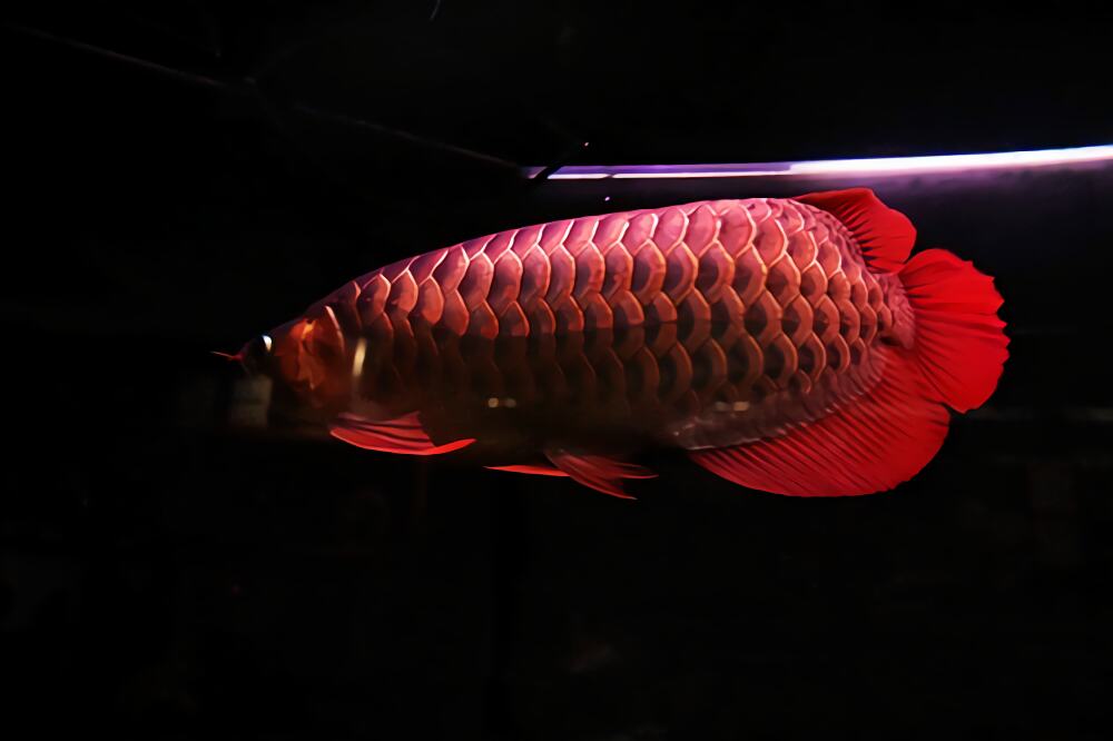 血红龙身份信息