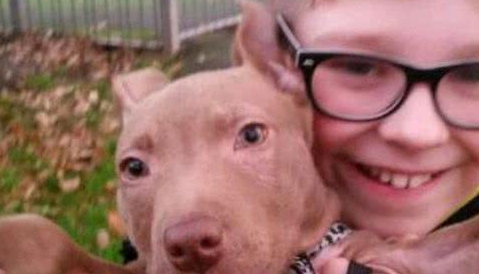 十二名壮汉从民宅捕走一只斗牛犬,只因有投诉听说这类狗很凶?