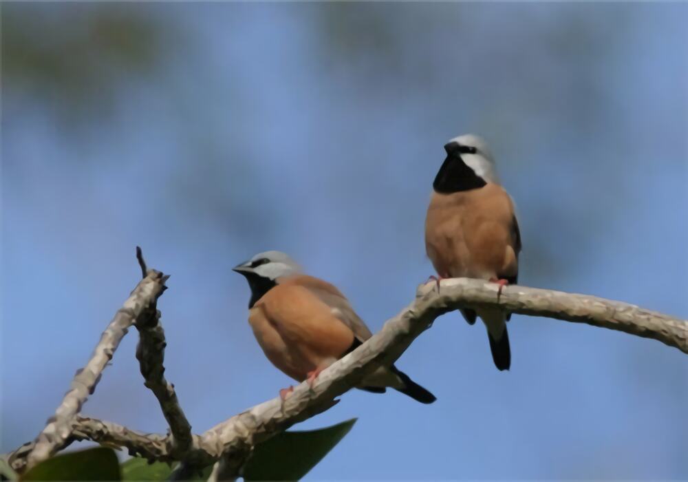 黑喉草雀身份信息
