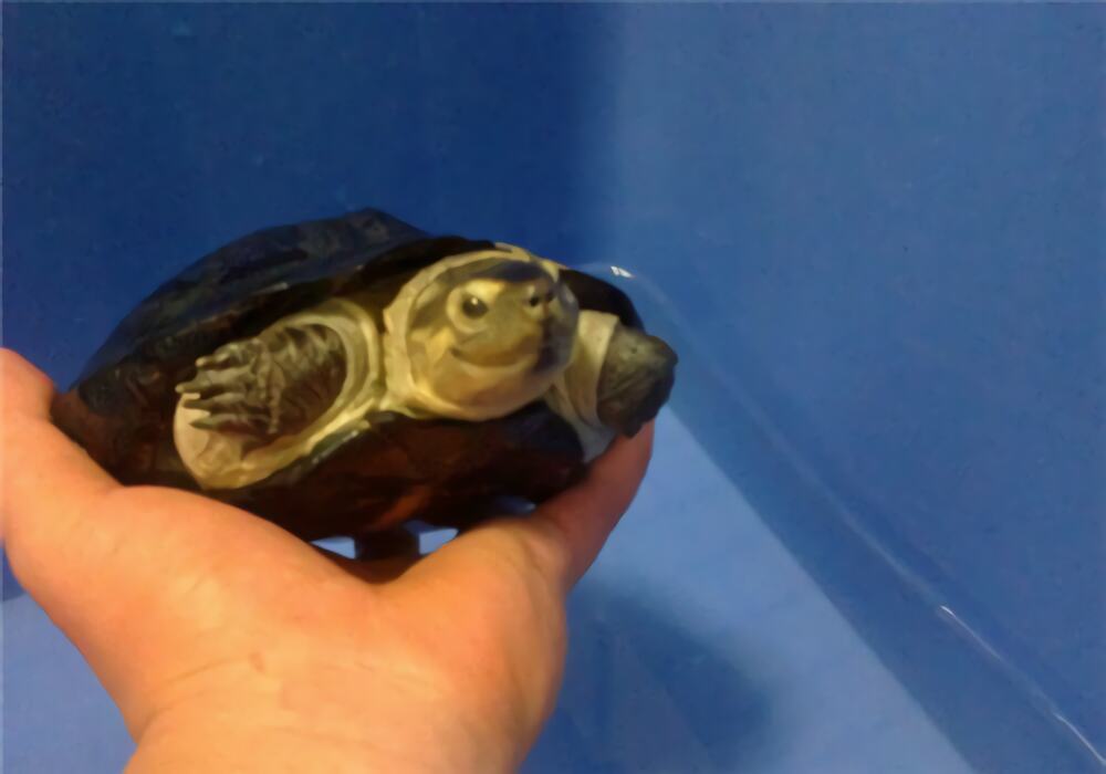 粗颈龟身份信息