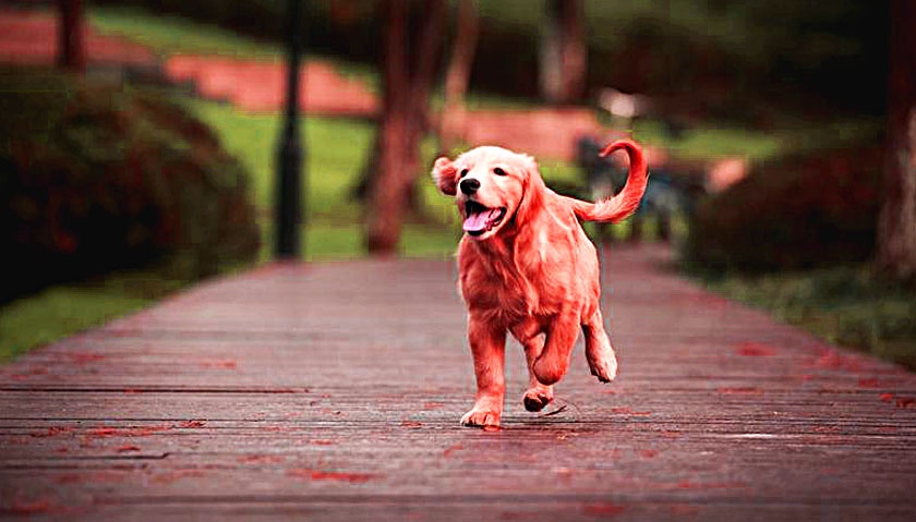 金毛犬卖300,都没人要,老人有些哽咽,但却遭到众人鄙视!