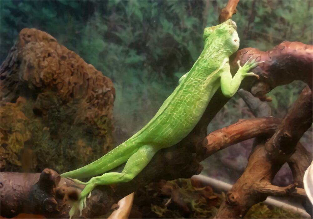 古巴变色蜥身份信息