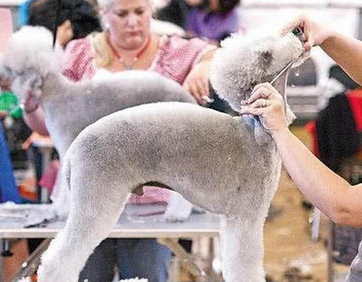 带毛发杂乱的流浪狗修剪造型，看到狗狗的真面目后，铲屎官愣住了