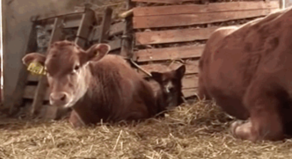 动物间的感情|牛妈妈要被卖掉后,狗子眼里满是泪水