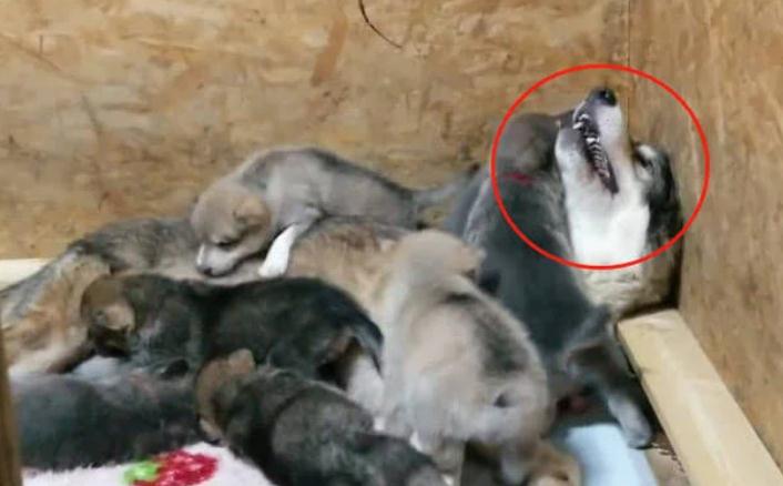 二哈怀了狼犬的宝宝,看着孩子有点不相信,跟它爸一样丑