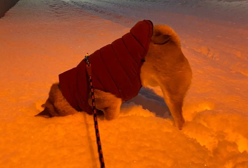 网友出门遛狗,柴柴突然把脸扎进雪里...这是什么奇葩行为?