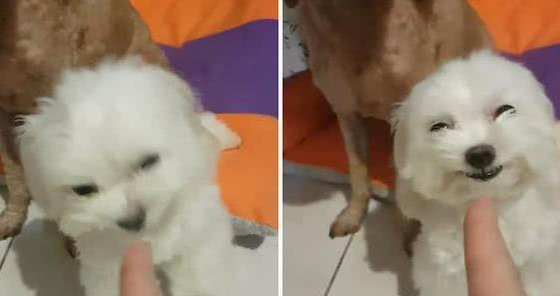 狗狗捣乱要挨揍, 马上开始拍主人马屁, 网友: 伸手不打笑脸狗