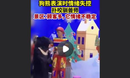 狗熊表演情绪失控扑咬驯兽师 ,景区:顾客多,它情绪不稳定