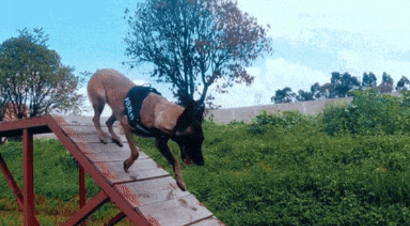 优秀警犬爹妈生下独子,奶爸给起名“幺幺零”,网友:这个宝宝是爽文主角标配啊!