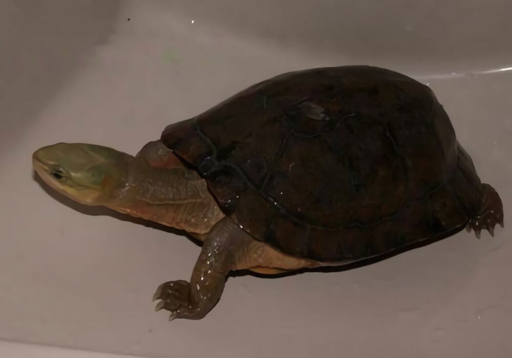 周氏闭壳龟身份信息