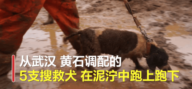 搜救犬连续工作13小时成“泥猴”:不要灾难时才想起它们的好!