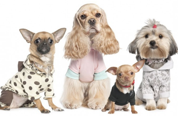 狗狗的门牙出現松脱，除开和年纪相关，牙齿疾病的危害不可忽视