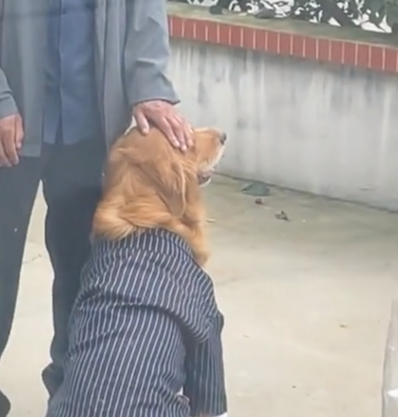 破甲了!辽宁一女子嫁人时,迎亲一瞬间祖父捂着守候8年的狗狗双眼