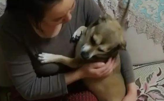狗子被男主人一顿揍后,委屈的钻入女主人怀中发牢骚,萌化了