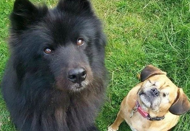 狗狗眼睛失明后,伙伴积极当它的导盲犬,这情感肯定不塑胶