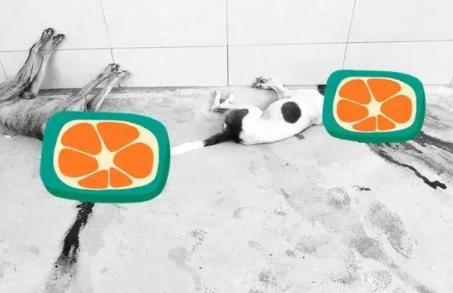 马来西亚“恨狗人士”持枪当街杀狗!爱狗女子:这些狗狗均已结扎