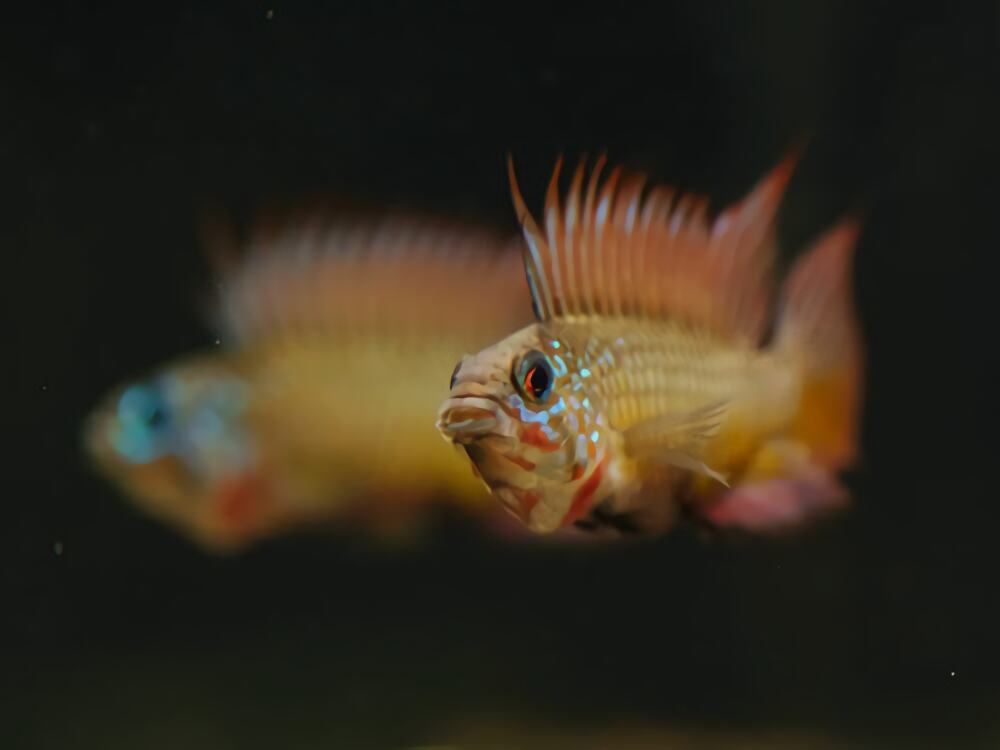 白蓝特短鲷身份信息