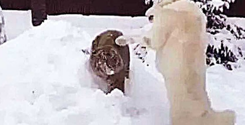 狗狗在郊外救了一只小老虎，可是当狗狗年纪大了之后，风格却彻底发生变化