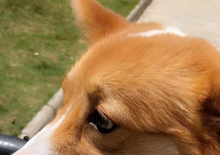 一宠主家的小柯基从小就喜欢玩逗猫棒,主人:我怀疑养了只假狗