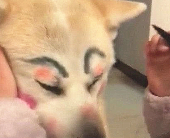 女子下班回家,看到女儿在狗狗脸部捯饬,靠近一看却有点儿心痛了