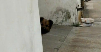 主人暑假回家,狗狗听见脚步声伸出脑壳看,高兴得立即站起来了
