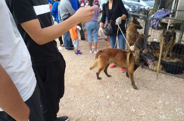 一只五岁的马犬商贩仅500元出售,男子却觉得价格高了!
