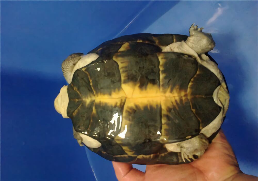 粗颈龟身份信息