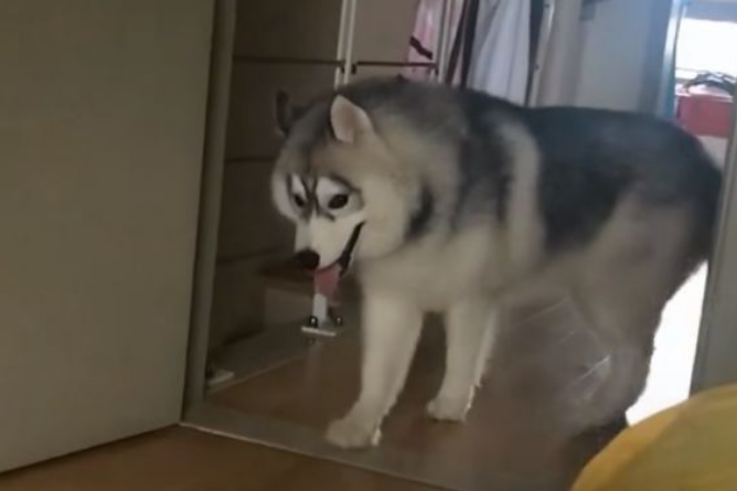 不带狗狗一起玩,哈士奇急的快哭了,发誓一定不拆家,宠主服了!