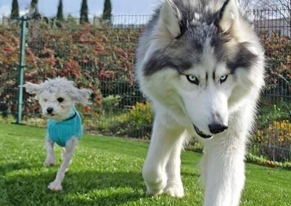 哈士奇与贵宾犬相互依靠,获救还在一起