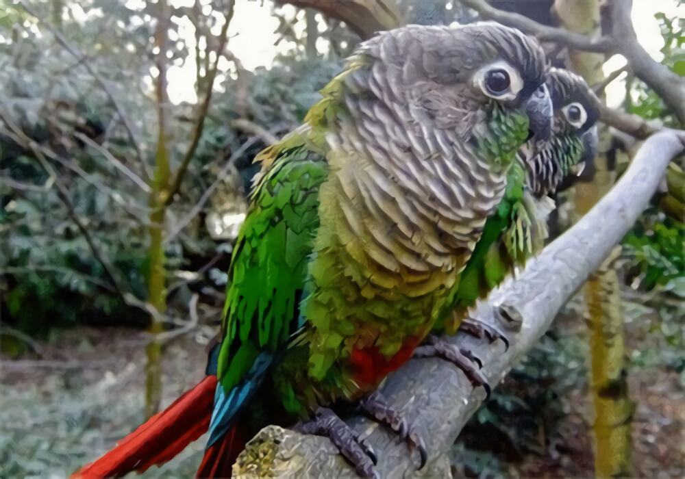 绿颊锥尾鹦鹉身份信息