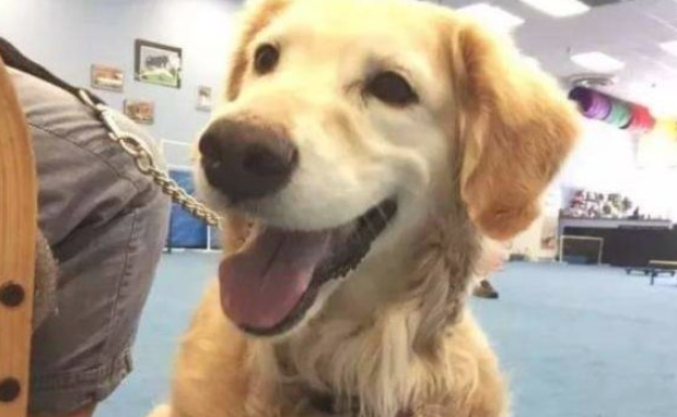 柴柴为当医治犬报考,結果…再说大半年吧!