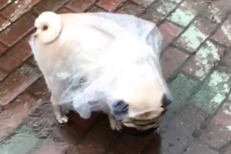 穿自制雨衣出门,狗狗突然不开心,主人安慰:穷人的狗子早当家!