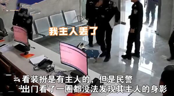 派出所里来了1只狗狗,围着警察们到处转:哪里来的小可爱呀?