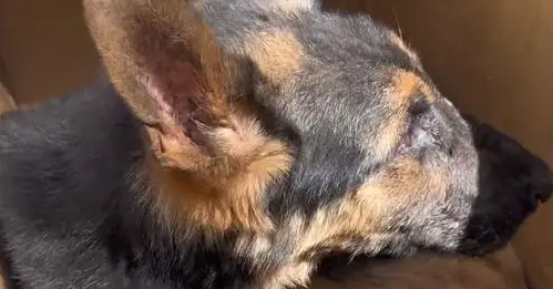 得了犬瘟的德牧奋力想挣脱命运,但令人心寒的则是冷言冷语