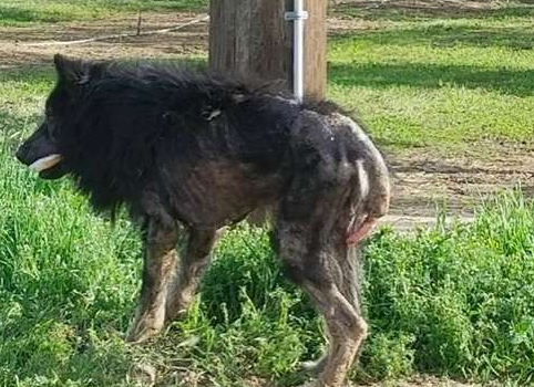 加州路边有只怪物?原来是一只受伤的德国狼犬