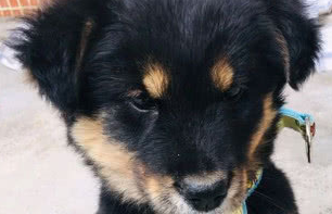 养了只金毛土狗串,两个月后女孩哭笑不得,说好的金毛犬呢