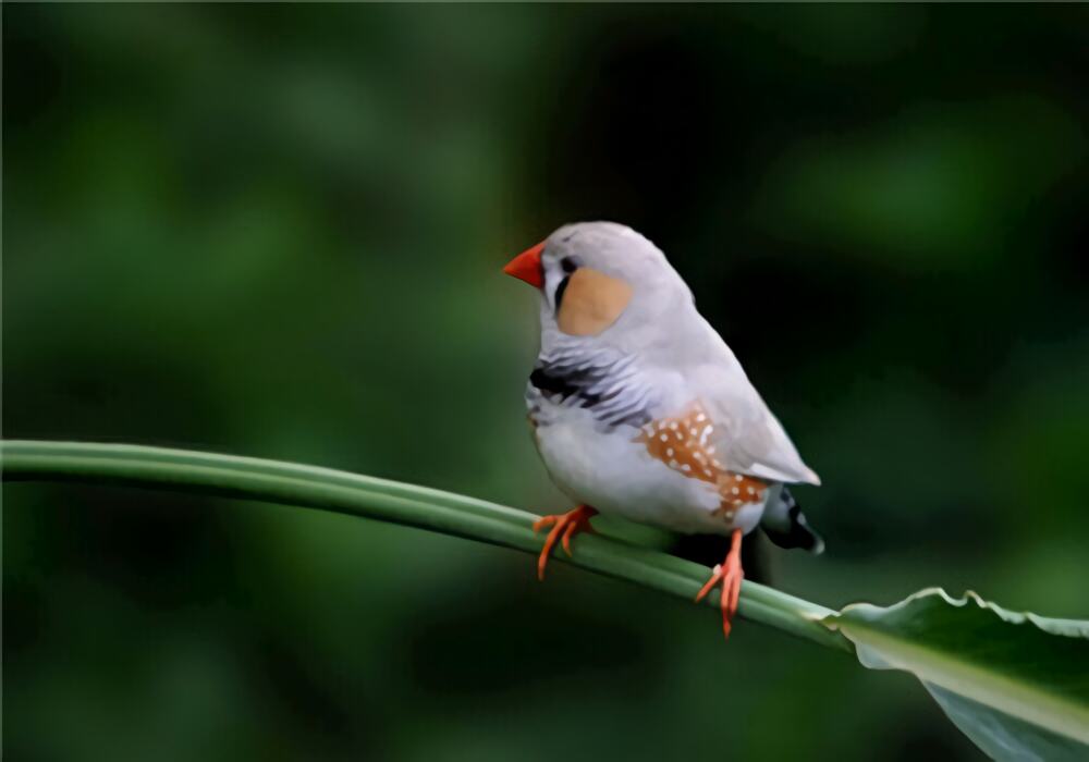 金山珍珠身份信息