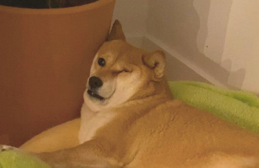 柴犬靠在花盆上入睡,脸部的肉都把双眼挤得眼睛睁不开了,还不肯动呢