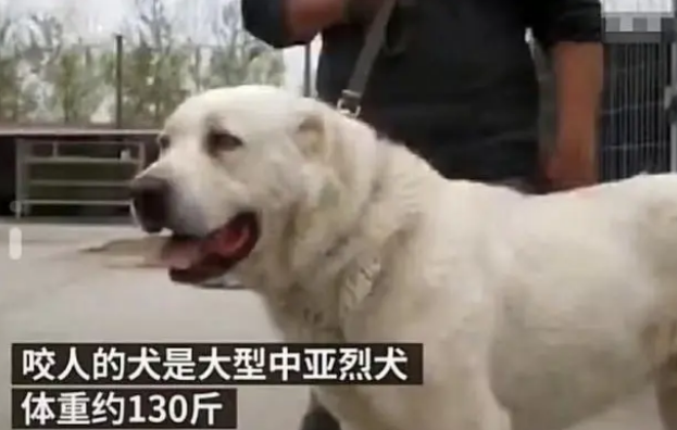 安徽68岁老人被狗咬死,狗自己上吊自杀?