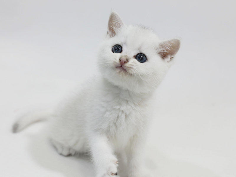 网上卖萌的猫猫狗狗,能给自己赚到鱼干狗粮吗?
