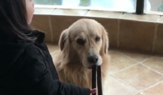 主人说外边雨天不可以出来金毛狗狗不听,小主人一句话老老实实放下了牵引带