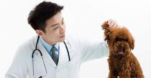 泰迪犬“最怕”的6类人,看到都发抖,希望你不在!