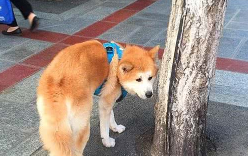 秋田犬走失很多天多亏警察细心照料?主人认领时告知,原为追求异性