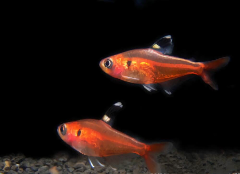 红裙鱼身份信息