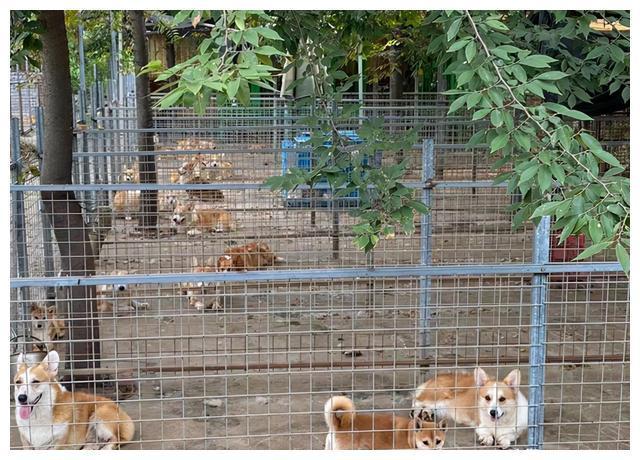 800元的柴犬、500元的布偶猫,我来到了宠物们的“人间炼狱”