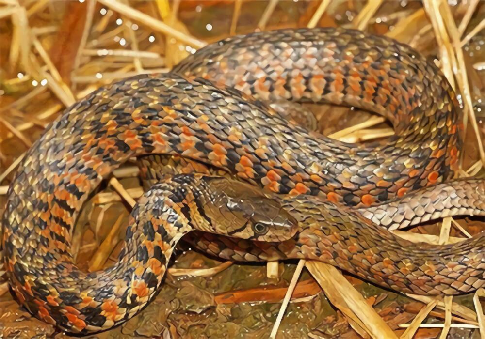 渔游蛇身份信息