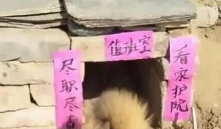 送奶奶一只狗狗,见到狗狗的窝后,笑到胃抽筋:大佬,求带!