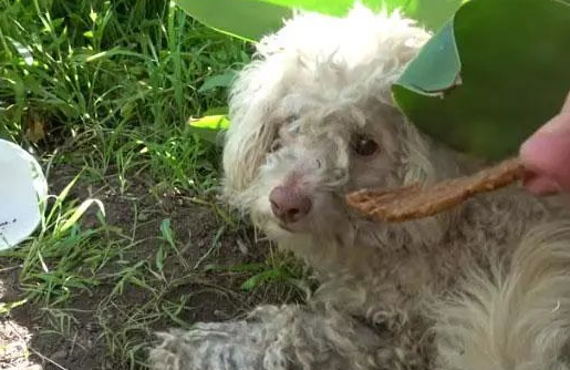 贵宾犬险些被撞,路人靠近就暴咬,救援后才知道它“看不见”