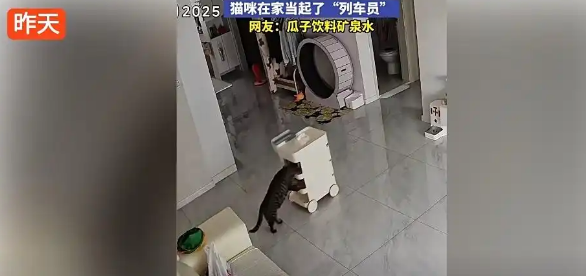 吉林小猫家中化身“列车员”，推着零食车满屋跑